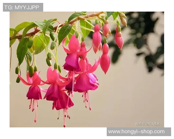 倒挂金钟的足球明星如何在绿茵场上展现独特魅力与技巧 倒挂金钟的足球明星如何在绿茵场上展现独特魅力与技巧